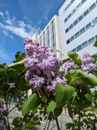 ライラック投稿写真　ハム子さんの「あ～いい香り」