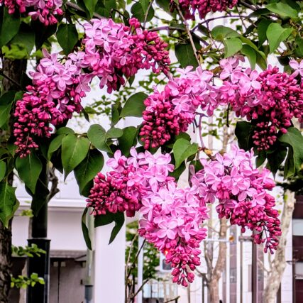 ライラック投稿写真　めろんちゃんさんの「ライラックの花では一番綺麗かなあ」