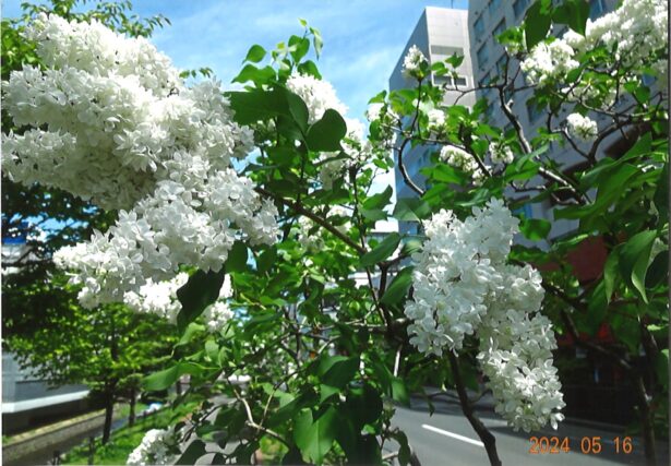 ライラック投稿写真　ももさきさんの「創成川公園のライラック2」