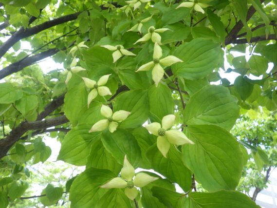 ヤマボウシの花と苞の様子