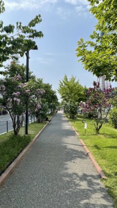 ライラック投稿写真　Yayoiさんの「青空と散歩」