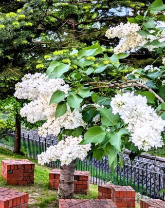 ライラック投稿写真　めろんちゃんさんの「凛とした白いライラック」