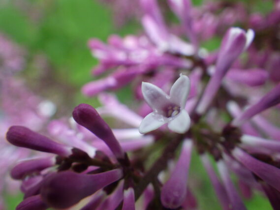 5月25日ミスキムの花
