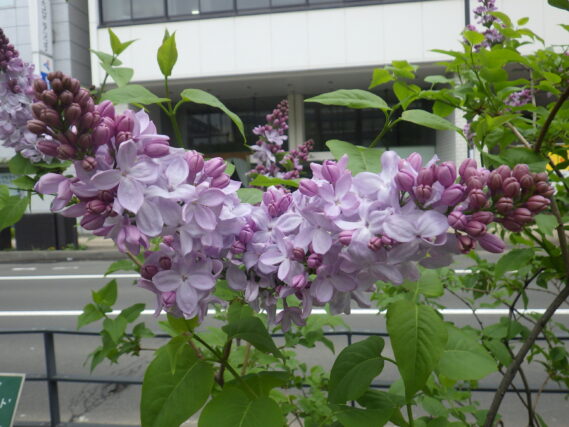 5月7日に咲いていた、早咲きのライラックのブランシュスィートの花