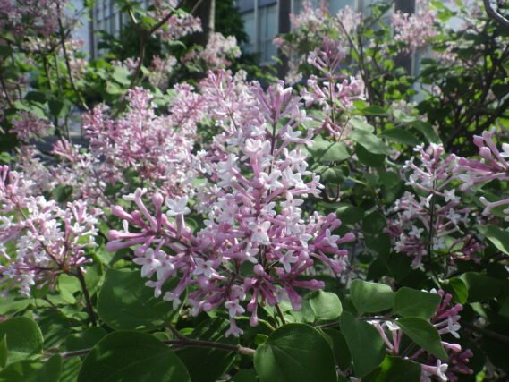 5月20日の四季藍の花の様子
