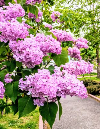 ライラック投稿写真　めろんちゃんさんの「ピンクの可愛いライラックの花」