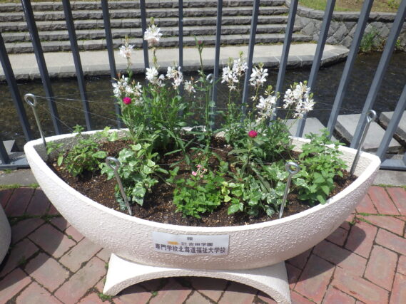 「狸二条広場南側のコンテナ花壇に花を植えました」の画像