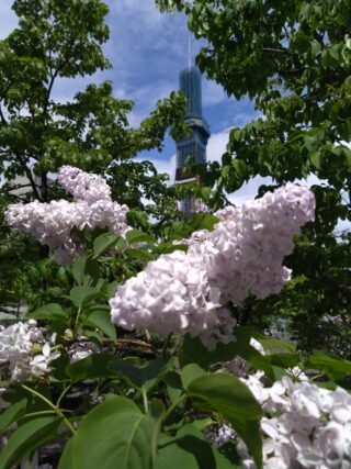 ライラック投稿写真　SAO-Aliceさんの「初夏の創成川とお化粧中のテレビ塔」