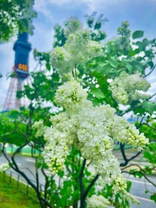 ライラック投稿写真