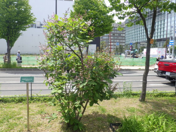 5月20日のウスゲシナハシドイの様子