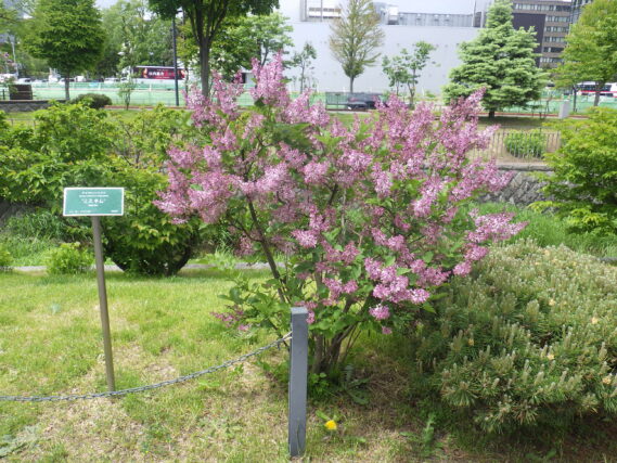 「遅咲きライラックと樹の花」の画像