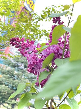 ライラック投稿写真　ミーさんの「お仕事お疲れ様です」