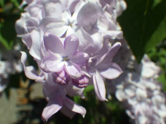 ブランシュスゥィートのラッキーライラック