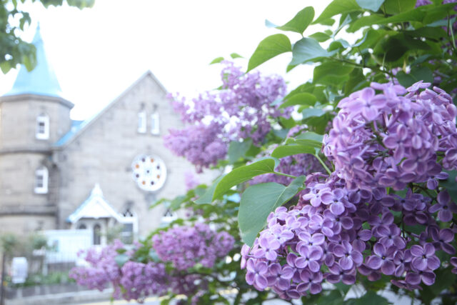 ライラック投稿写真　aikko_photoさんの「ライラック散歩」