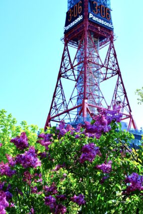 ライラック投稿写真　日野さんの「ライラックの咲く頃」