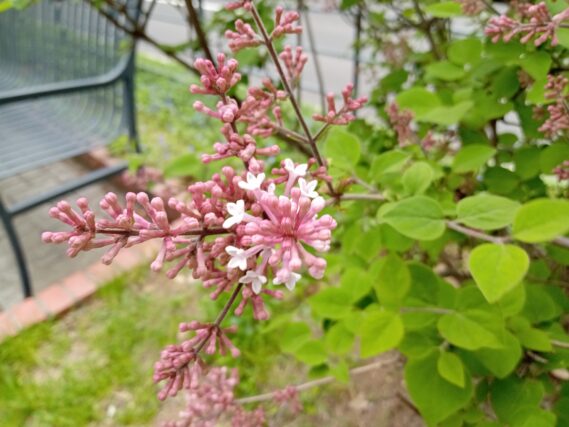 5月12日に咲いていた遅咲きのライラックの四季蘭の花