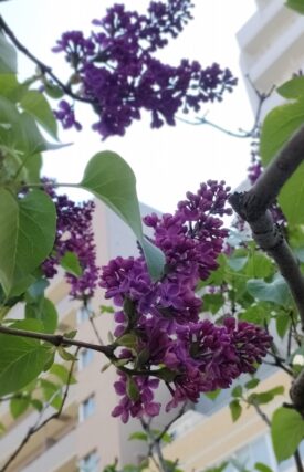 ライラック投稿写真　亜殊さんの「見上げれば」