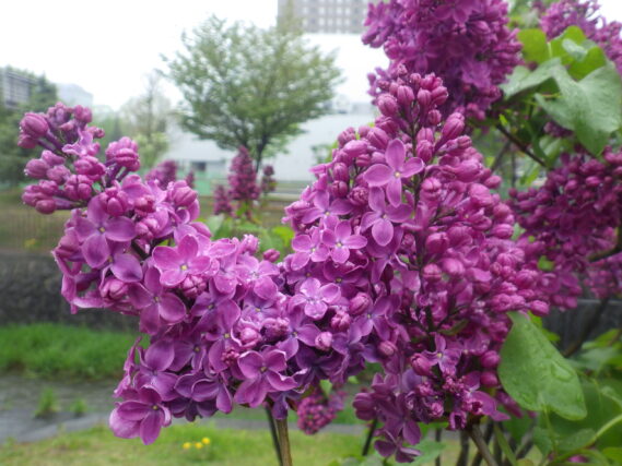 5月7日に咲いていた、フレンチライラックのラムフォンホルステンシュタインの花