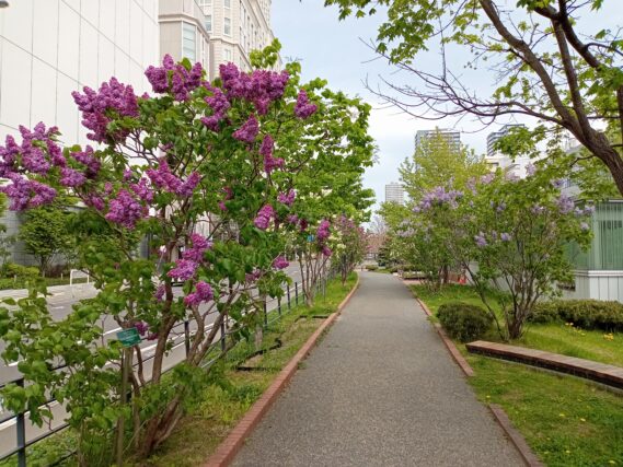 5月12日のライラックウォークの様子