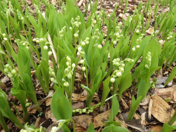 5月8日のドイツスズランの様子