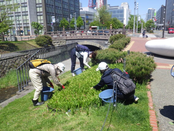 5月15日にスズラン花壇の除草をするお助け隊