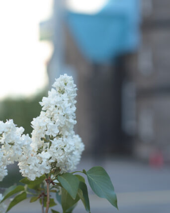ライラック投稿写真　aikko_photoさんの「白いライラック」