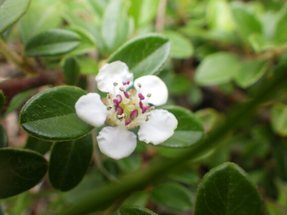 コトネアスターの花
