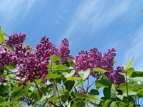 「ライラック情報と投稿写真」の画像