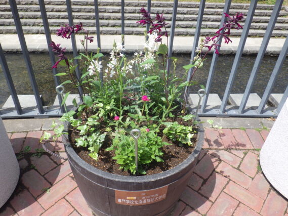 狸二条広場南側のコンテナ花壇の様子