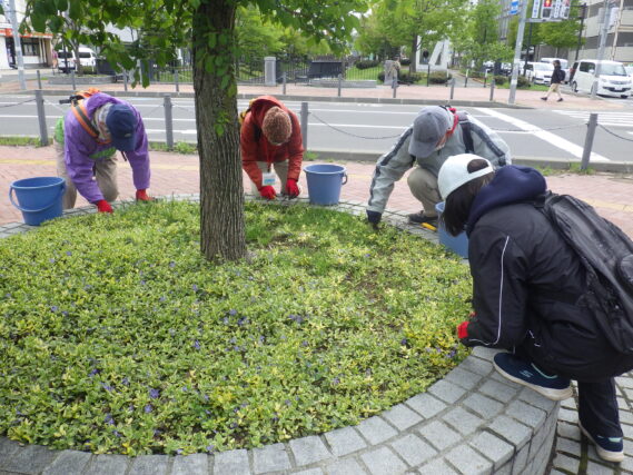 5月8日に円形ますの除草作業を行うお助け隊
