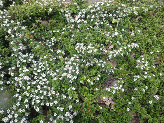 コトネアスターの花が咲いている様子
