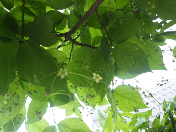 5月7日のツリバナの花