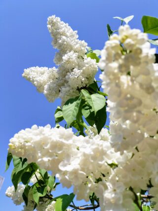 ライラック投稿写真　ももたろうさんの「青空に映える」