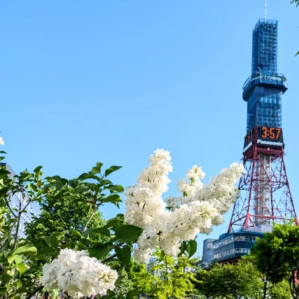 ライラック投稿写真　めろんちゃんさんの「青空とテレビ塔と白いライラック」