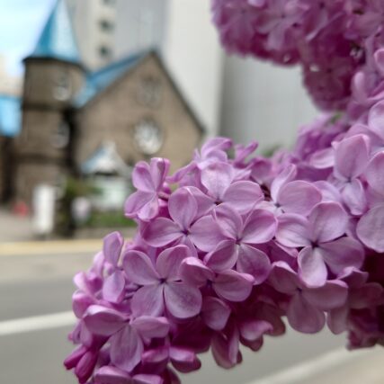 ライラック投稿写真　あまぐりさんの「ライラックと教会その1」