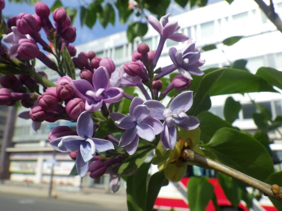 5月10日に咲いていたフレンチライラックのレオンガンベッタの花