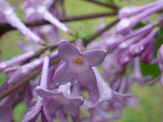 5月25日メヌエットの花