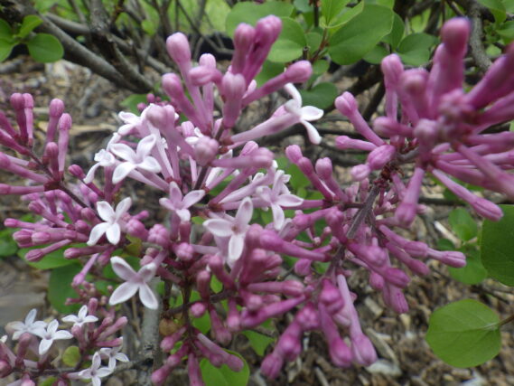 5月25日パリビンの花