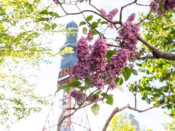 ライラック投稿写真　うにさんの「変わるもの変わらないもの」