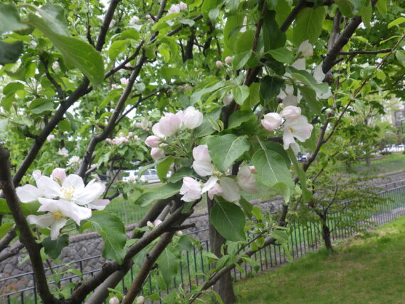 5月8日のリンゴの花の咲いている様子
