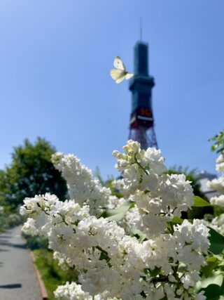 ライラック投稿写真　いーもんさんの「白い蝶とライラック」