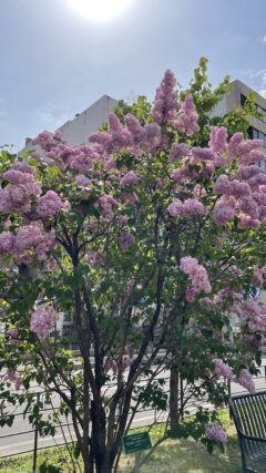 ライラック投稿写真　Yayoiさんの「朝日に映えるライラック」