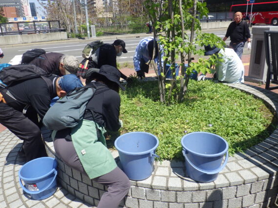 5月14日に円形ますの除草をする植物ボランティア
