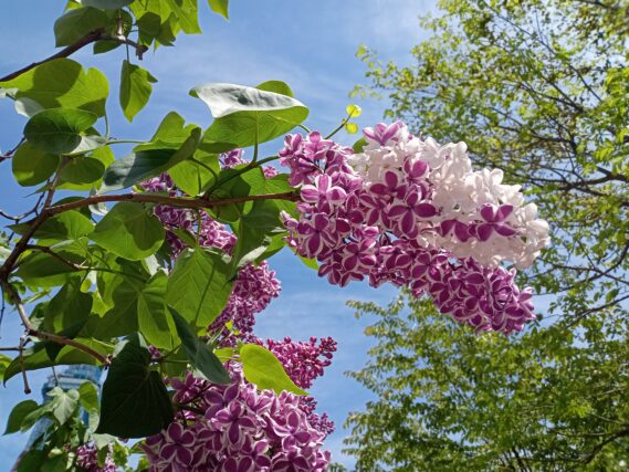 フレンチライラックのセンセーション