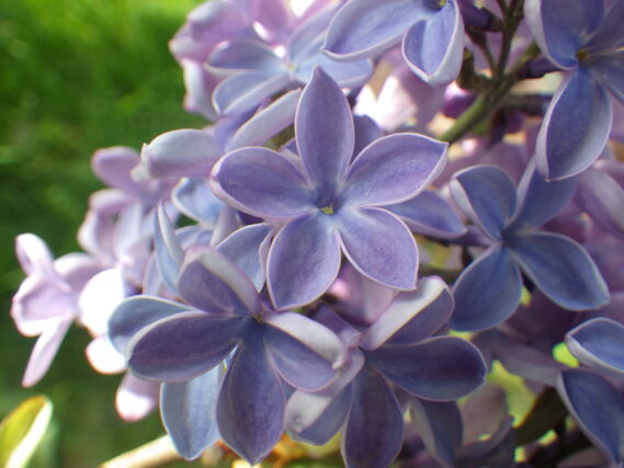 5月10日に発見したラッキーライラック