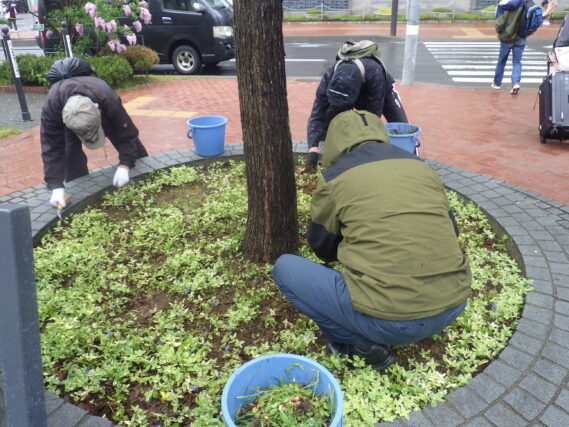 5月21日に円形ますの除草をする植物ボランティア