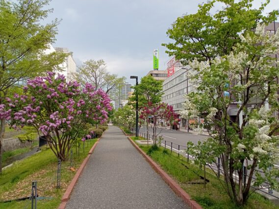 5月12日のライラックウォークの様子