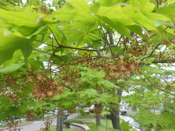 5月8日のヤマモミジの花が咲いている様子