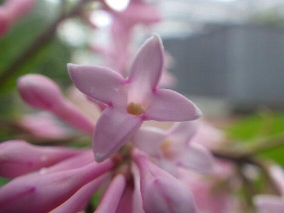 5月25日ジェームズマクファーレンの花