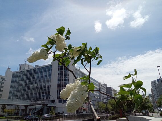 フレンチライラックのフローラ1953